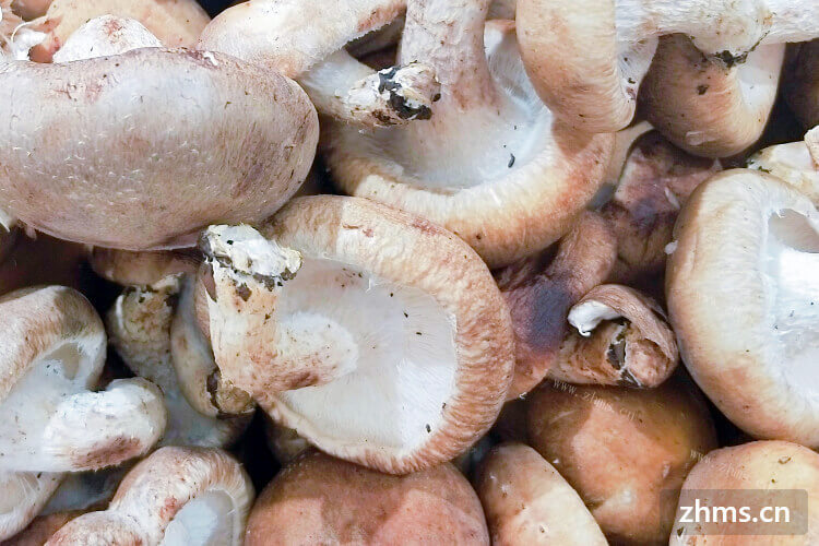 做菜发现香菇不入味，请问香菇如何切比较好？