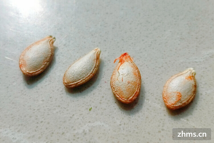 想吃南瓜子，那么黑金刚南瓜子功效是什么呢？