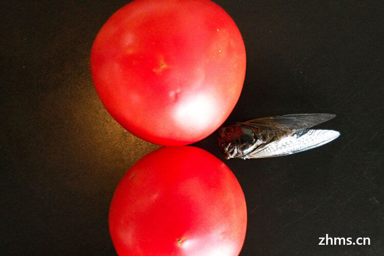 西红柿和番茄区别