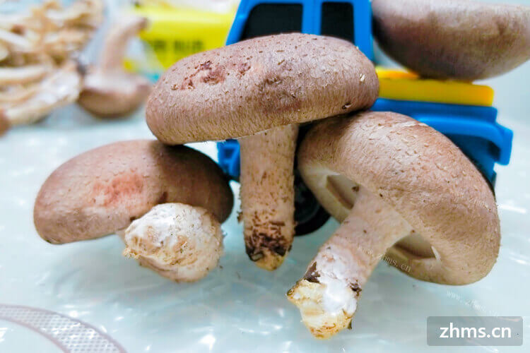 听说香菇非常的好吃，但是香菇怎么做呢？