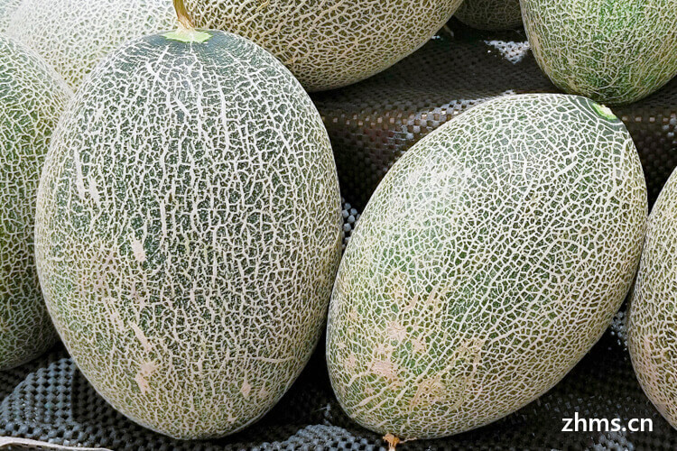 哈密瓜是冬季水果吗