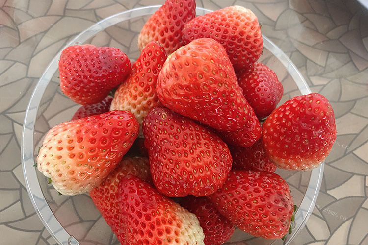 想去摘草莓，草莓园摘草莓多少钱一斤