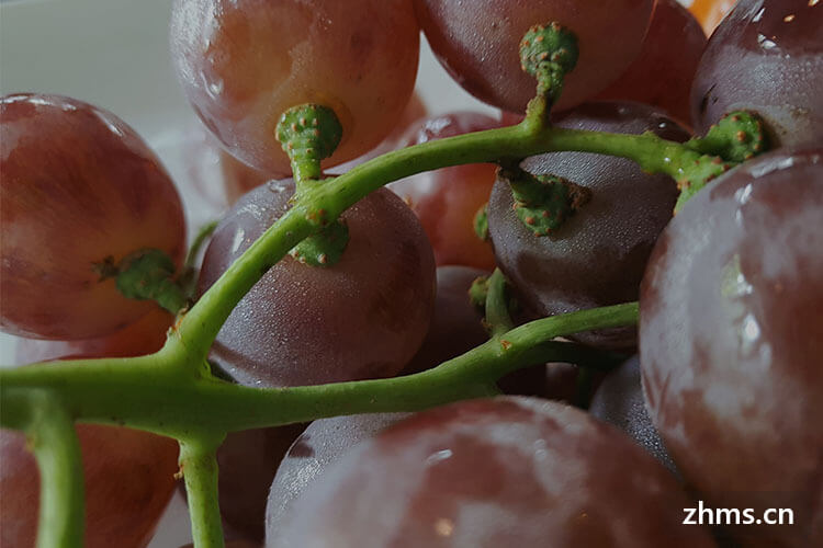 葡萄哪种品种好吃