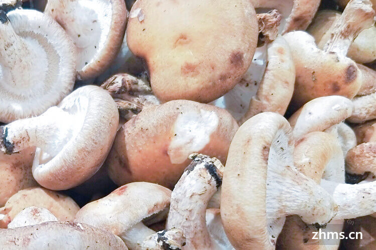 白切香菇是一道美味的家常菜，我想知道怎么做才好吃？