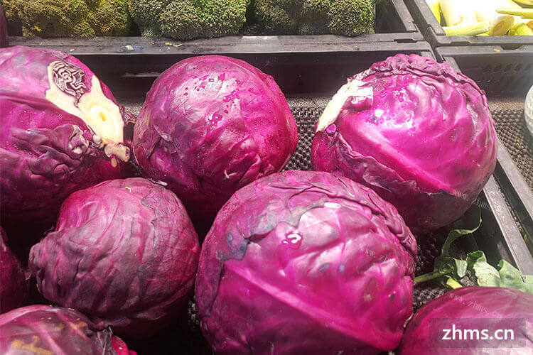 紫色包菜和白色包菜有什么区别
