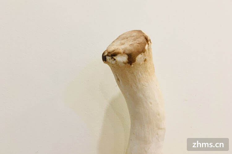 蘑菇品种