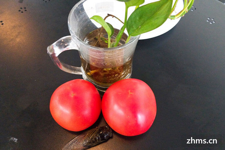 黑番茄是什么新品种，它的功效你一定想不到