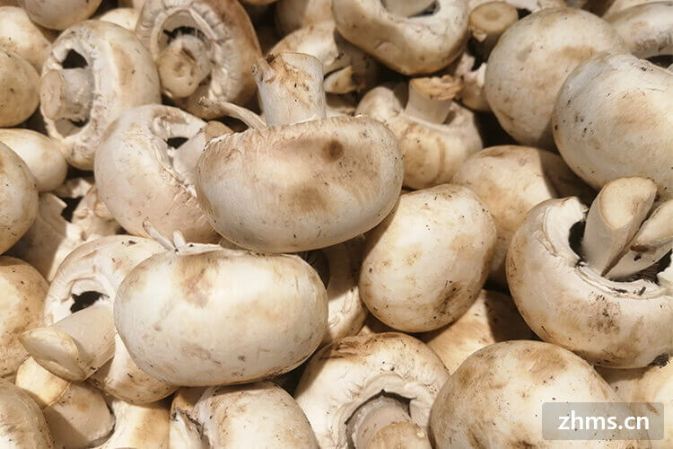 口蘑和白蘑菇的区别是什么？口蘑有什么营养价值？