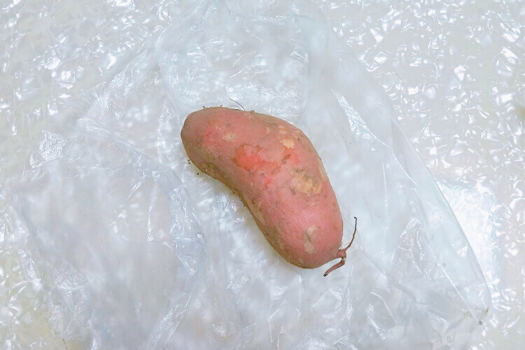 红薯发芽种土里能种出红薯吗，应该什么时候种植呢？