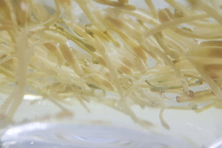 白桃乌龙茶英语翻译是什么呢？好不好喝呀？
