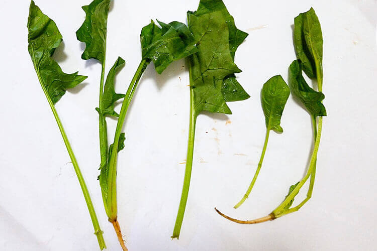 菠菜汁放到冰箱，菠菜汁可以放多久？