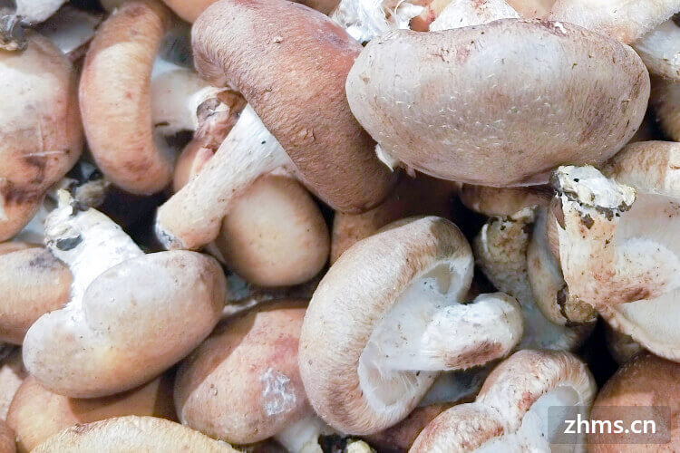 香菇与花菇的区别