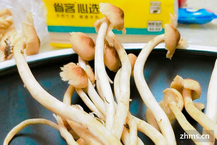 鲜茶树菇鸭汤