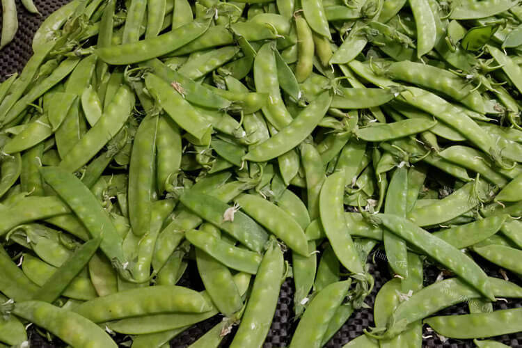 想种植一些绿眉豆，扁豆品种大全绿眉豆籽多少钱？