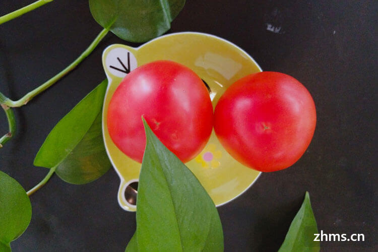 西红柿与番茄的区别