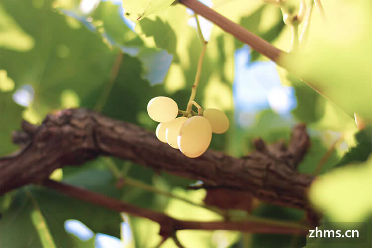 葡萄有几种颜色