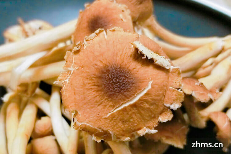 盘点茶树菇油炸的做法有哪些，以及茶树菇有什么功效与作用