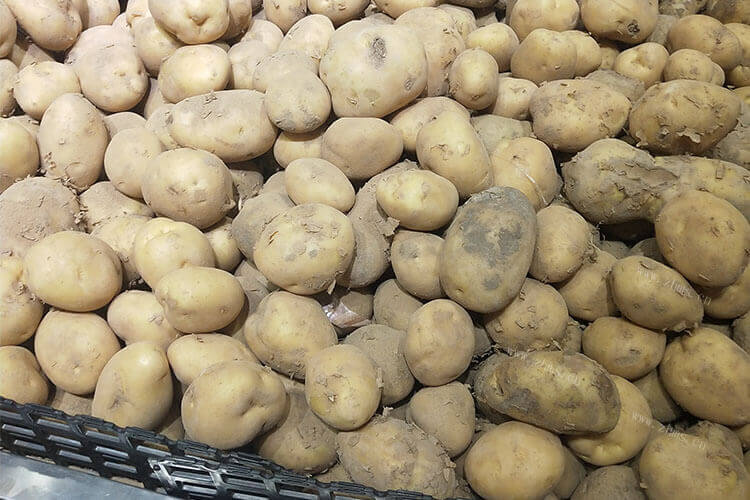 土豆保存温度是多少度，土豆发芽还可以吃吗？