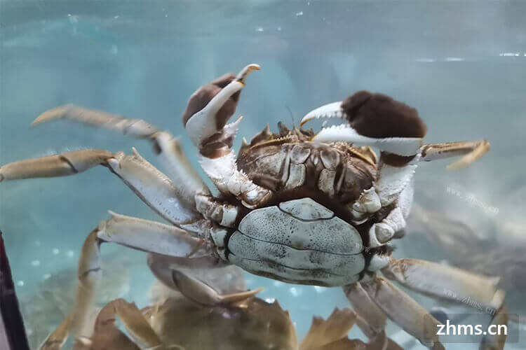 一直没有自己蒸过螃蟹，想尝试一下，蒸整只螃蟹需要多长时间？