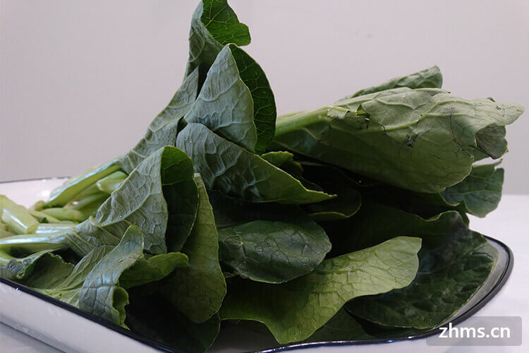 菜苔有点苦可以吃吗？红菜苔跟白菜苔有什么区别？