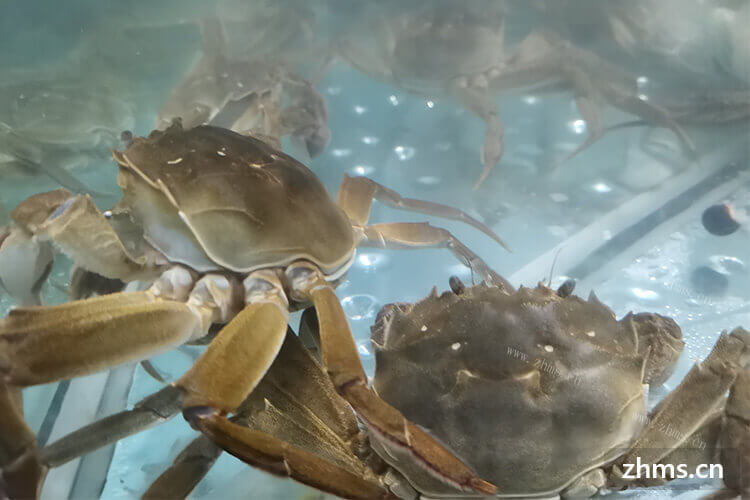 螃蟹的蒸法需要多长时间呢？蒸螃蟹用热水还是凉水？