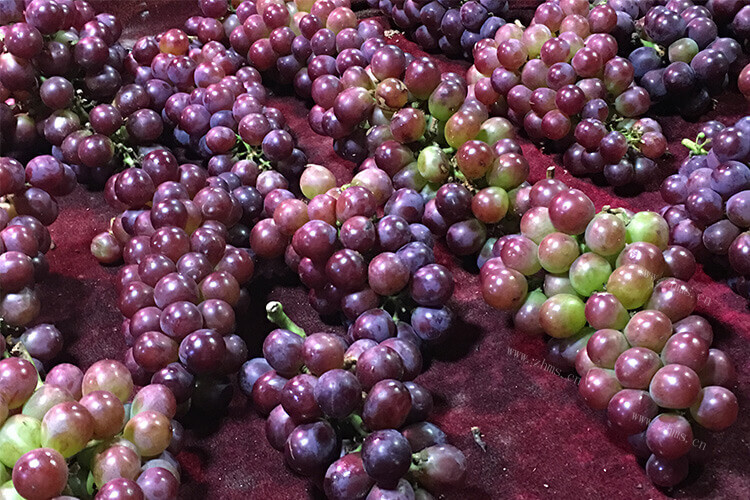 葡萄很好吃，想知道日本引进葡萄品种有什么？