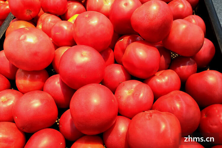 番茄品种有多少？