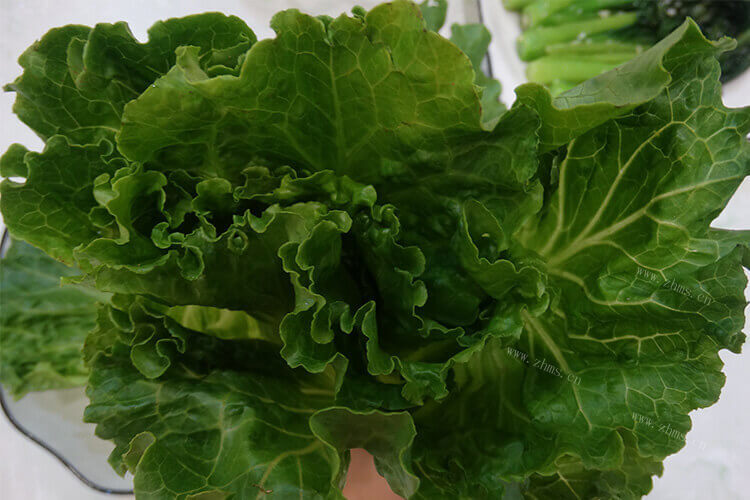 不知道买什么生菜，红叶生菜和绿叶生菜的区别是什么？