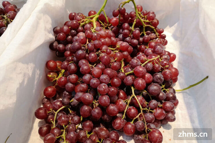 葡萄哪里产的好吃