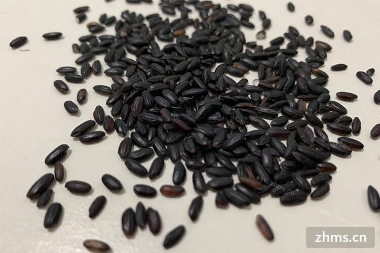 黑米是我们生活中经常吃的，那么大家知道黑米和紫米的区别吗？