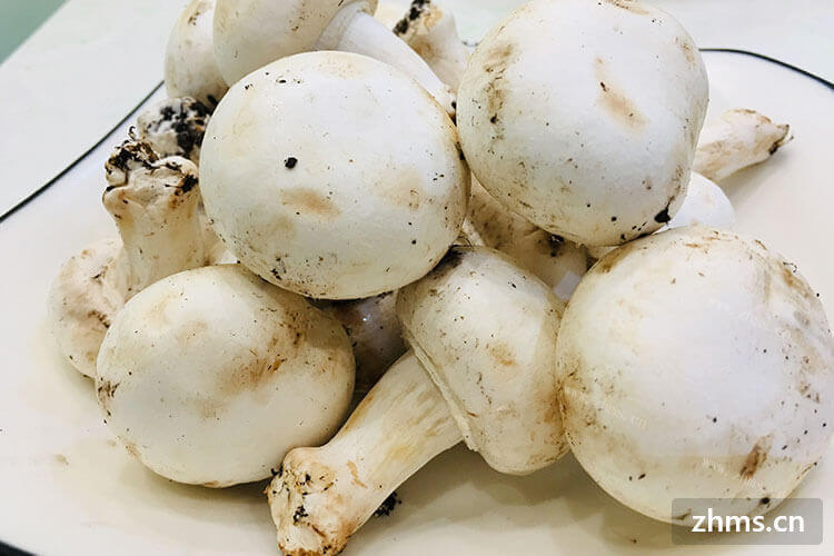 白蘑菇长白毛了还能吃吗