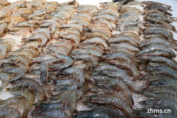听说过潮汕木虾，请问潮汕水产木虾是什么虾呢？