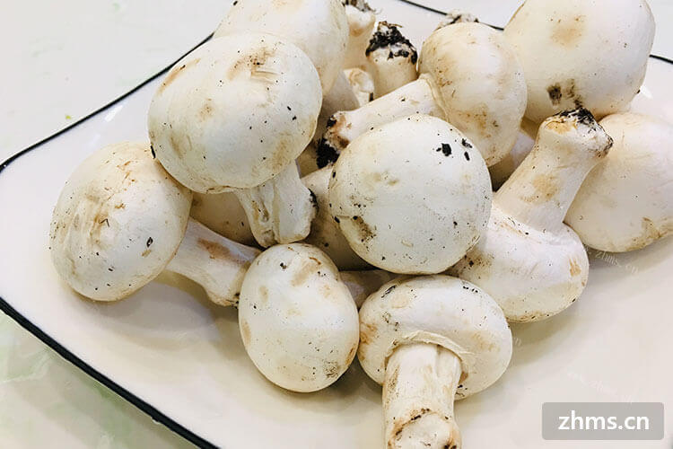 口蘑是什么东西？口蘑怎么煮才好吃？