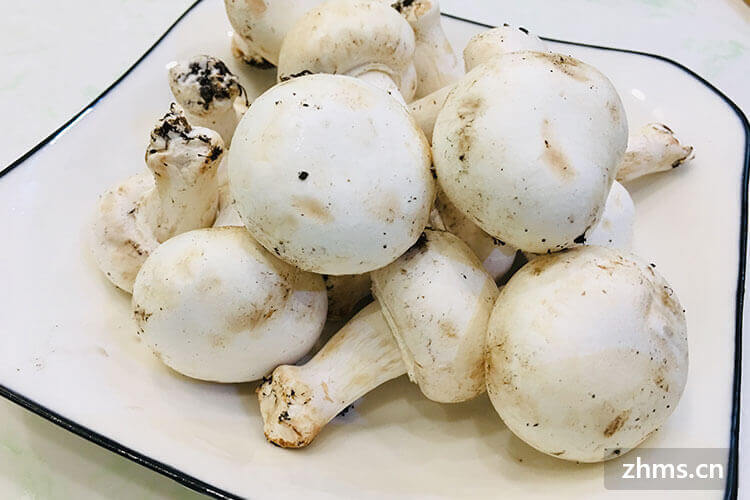 口蘑美味又健康的家常做法都在这里 口蘑美味又健康的家常做法都在这里