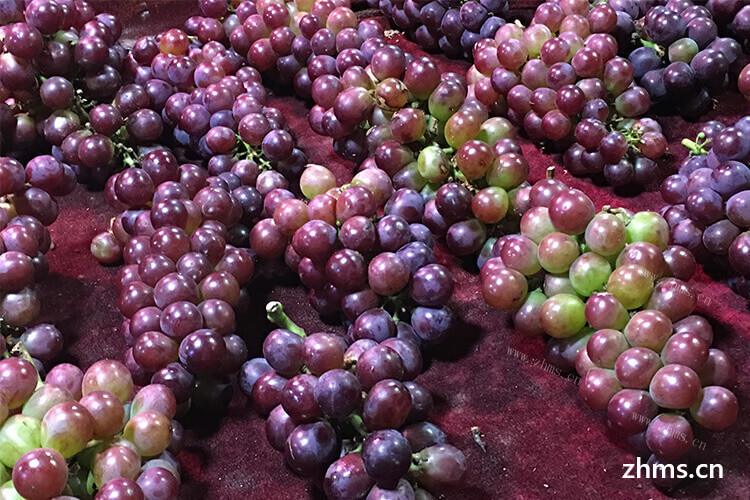 红葡萄品种有哪些？想多了解一些红葡萄品种