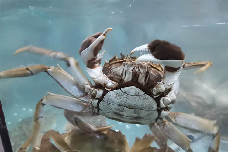 到了吃螃蟹的季节，想知道螃蟹崽在哪，在螃蟹具体什么地方？