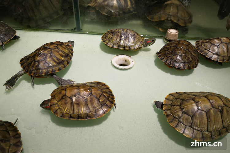 最近想买一些南石龟，南石龟种龟价格怎么样啊？请大神指点。