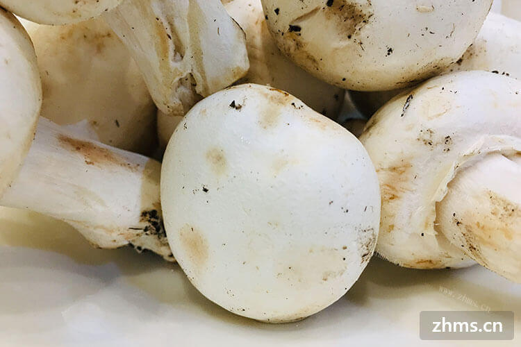 口蘑是什么东西？口蘑怎么煮才好吃？
