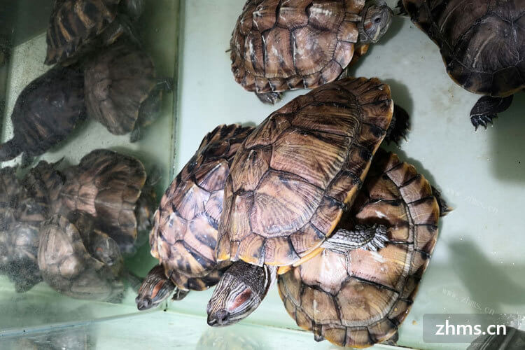 最近想买一些南石龟，南石龟种龟价格怎么样啊？请大神指点。