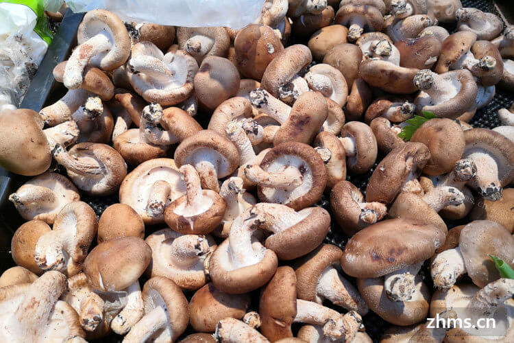 买了很多香菇回来，香菇家常切法是怎样的？