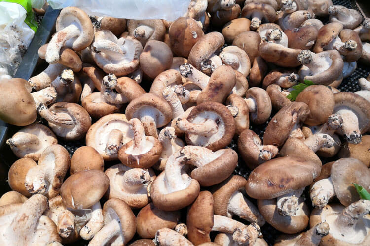 超市上有很多卖松茸和蘑菇的，松茸和蘑菇有什么区别？