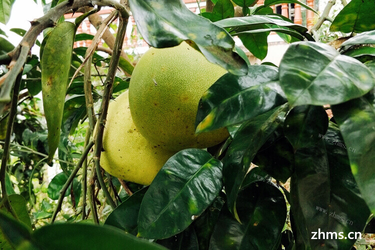 影响柚子可以放几天的因素有哪些？柚子应该怎样保存？