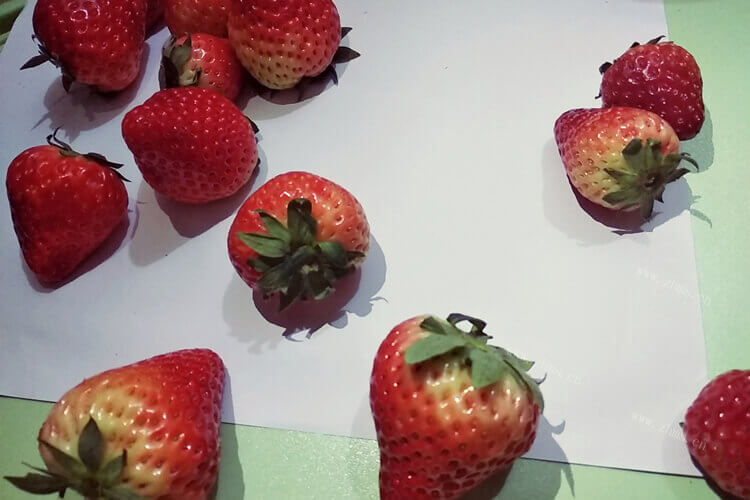 买了一些草莓，可是草莓叶子往底卷是为啥？