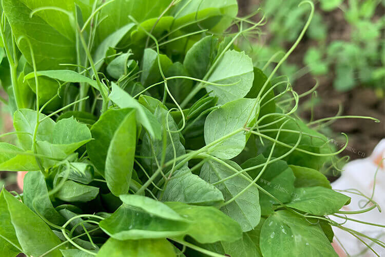 豌豆苗可以做菜，清炒豌豆苗的家常做法是什么呢？
