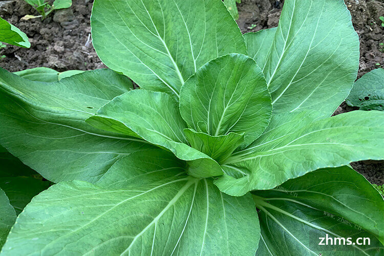 春天是播种的季节，那么春季适合种什么蔬菜四川？