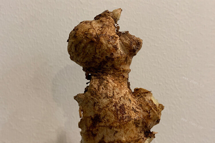 好久都没有吃到木姜子了，木姜子成熟什么颜色