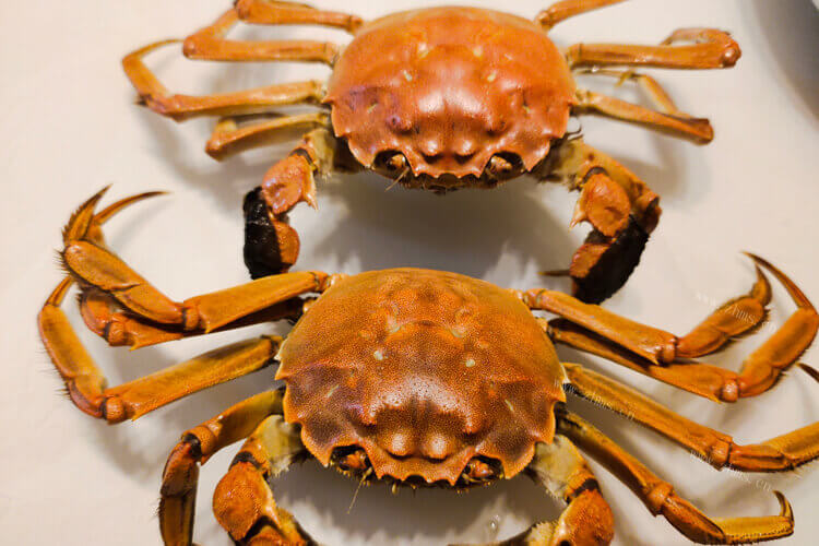 买了几只野生大螃蟹，野生大螃蟹蒸多久能熟？