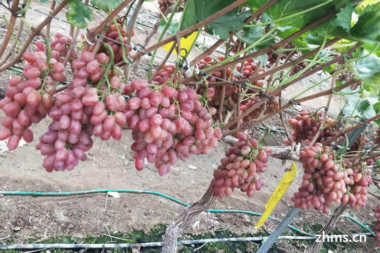 葡萄种植技术有哪些
