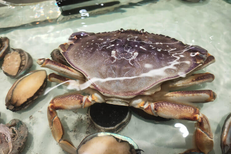 买螃蟹，如何挑选公螃蟹母螃蟹？