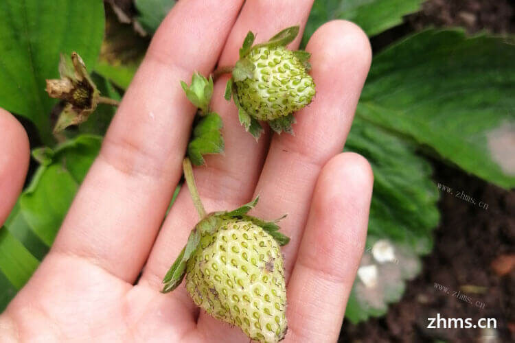 但是发现草莓没有那么多，上海草莓采摘园几月份是旺季